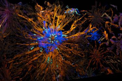 Agrandir l'image 1 sur 3, fenêtre modale