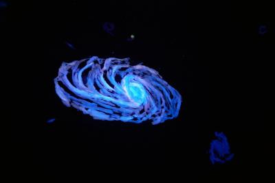 Agrandir l'image 3 sur 3, fenêtre modale